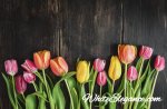 tulips on wood background