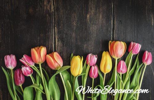tulips on wood background